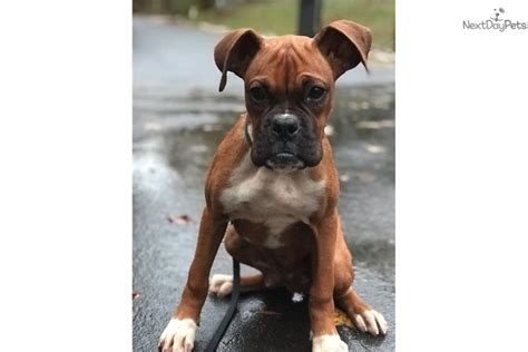 This dog birth and development of this boxer breed is similar to dogs such as yorkshire terrier, maltese,schnauzer, irish setter, westie terrier, corgi, golden retriever, labrador, poodle, beagle, bichon, beagle, shih tzu, collie. Paco: Boxer puppy for sale near Raleigh / Durham / CH ...