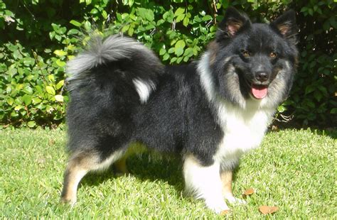 The cost to buy an icelandic sheepdog varies greatly and depends on many factors such as the breeders' location, reputation, litter size, lineage of the puppy, breed popularity (supply and demand), training, socialization efforts, breed lines and much. Vinlands Icelandics: Icelandic Sheepdog Puppies