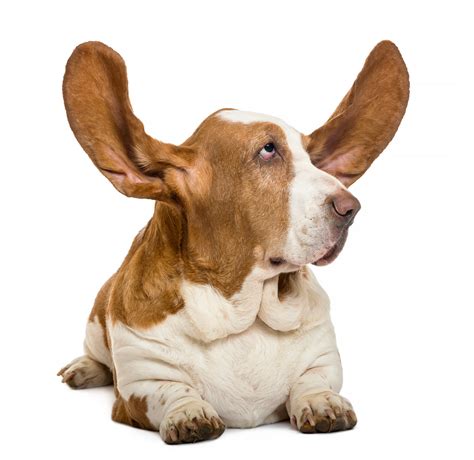 Cosa ci dicono le orecchie di un cane sulle sue origini ...