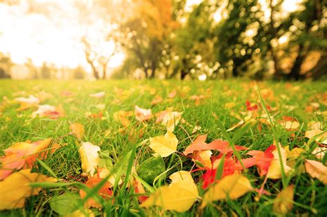 7 Fall Lawn Care Tips Ambrosio Landscape Solutions