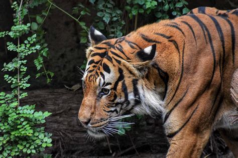 Download Ferocious Tiger In A Zoo Wallpaper