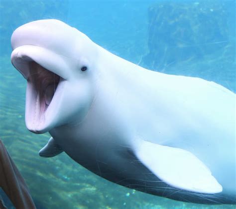 Beluga Whales From Canada Headed To Mystic Aquarium