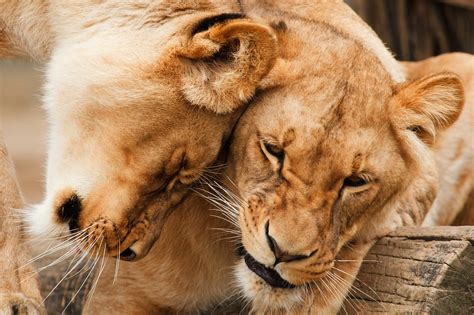 Man Killed By Lions He Held Captive For Entertainment Peta