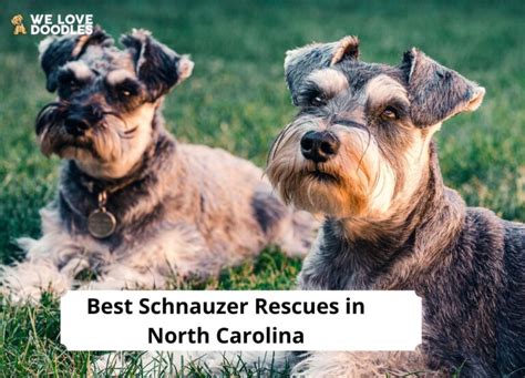 5 Best Schnauzer Rescues In North Carolina 2023 We Love Doodles