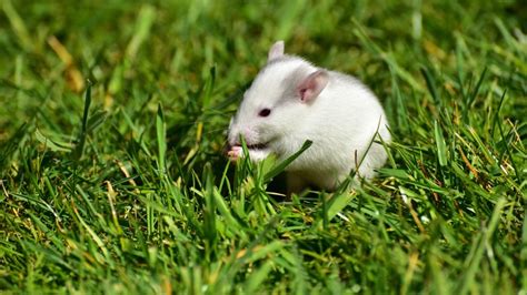 874364 4k Mice White Grass Rare Gallery Hd Wallpapers