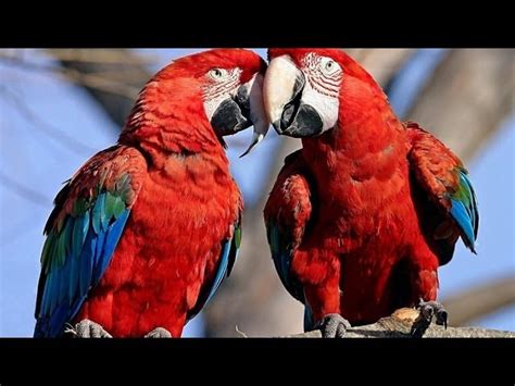 Parrots Majestic Birds Documentarytube