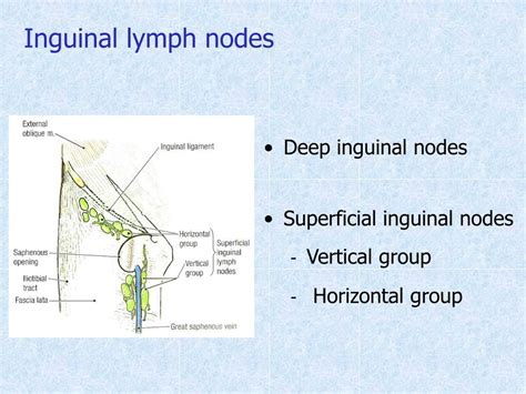 Ppt Introduction To Limbs Powerpoint Presentation Free Download Id