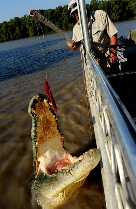 Giant Crocodile Known As The Dominator Spotted In The Northern