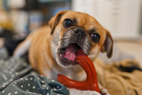 Chug Dog Breed Characteristics Facts And Pictures