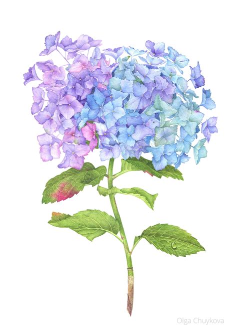 Hydrangea Flower With Watercolor On Behance Hydrangea Flower Pictures