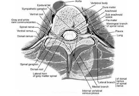 2 Spinal Nerve And Meninges 13 Aorta Body Of Vertebra Dura Mater