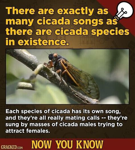 12 Fascinating Facts About Cicadas