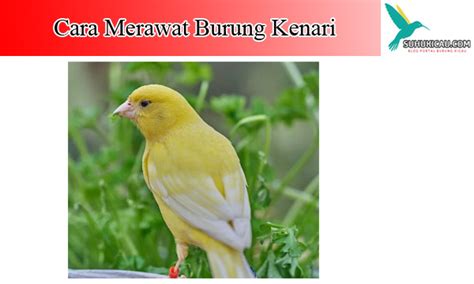Saya sudah merangkum 15 jenis makanan burung lovebird yang bagus dan menyehatkan. Cara Mudah Merawat Burung Kenari Harian Dan Untuk Lomba