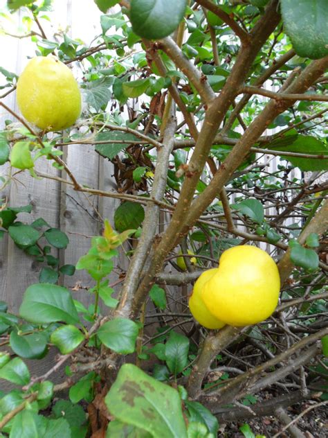 Jelly making, baking, poaching, sauces, liquor Experiments with Plants: Dwarf Flowering Quince (10 OCT 2011)