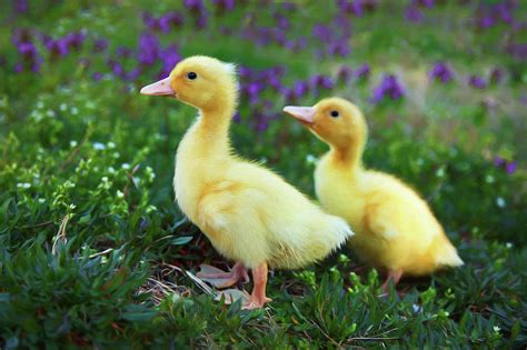 Spring Ducklings Photograph By Amy Jackson Fine Art America