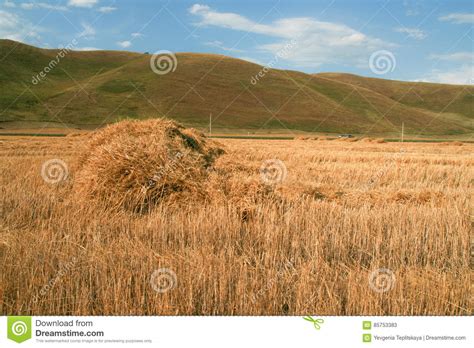 Stack Of Freshly Cut Hay On The Field Stock Image Image Of Grower
