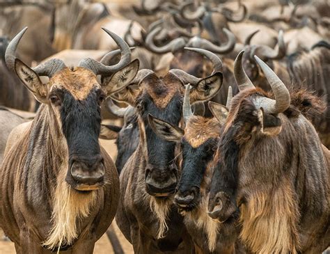 The Wildebeest Visit Africa