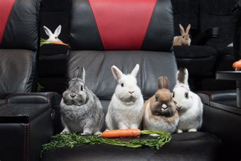 Rabbit Rabbit Heres Why We Invoke Bunnies On The First Of Each Month