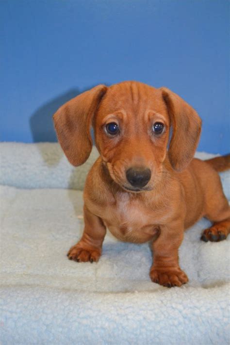 Deposits being taken now for earliest delivery of september nineteenth … miniature dachshund puppies for sale south wales