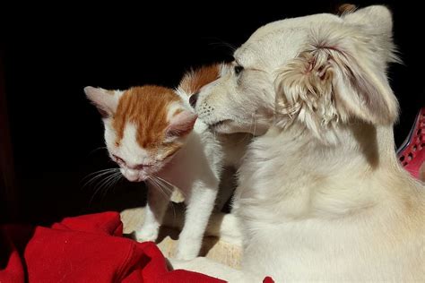 Hd Wallpaper Cat And Dog Cute Together Kitten Close Animal