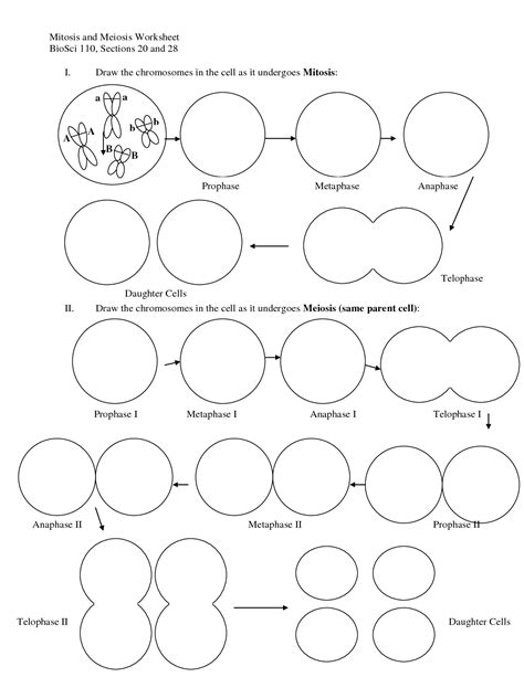 Andersen uses chromosome beads to simulate both mitosis and meiosis. 13 Best Images of Diagram Mitosis Worksheet Answers ...