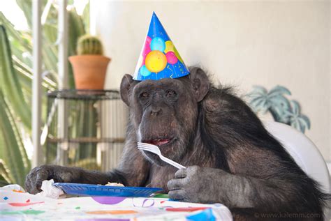 We did not find results for: kpix: Happy Birthday, Old Chimp!