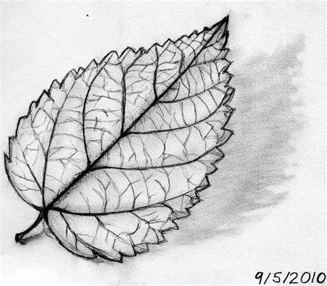 Pencil Simple Leaf Drawing Bestpencildrawing