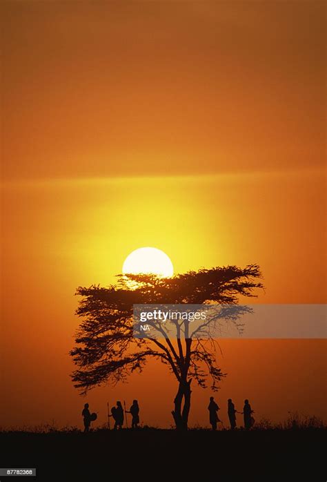 Silhouettes Of Masai Tribe Under Acacia Tree At Sunset Kenya High Res