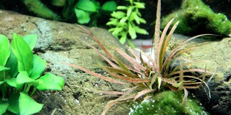 Cryptocoryne is a genus of aquatic plants from the family araceae. Small Bronze Cryptocoryne | AquaScaping World Forum