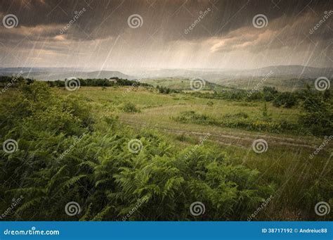 Rain Falling Over Green Ferns In Summer Stock Photo Image Of Sunrise