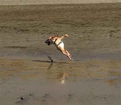 29 Terrifying Panorama Fails That Will Haunt Your Nightmares Dog