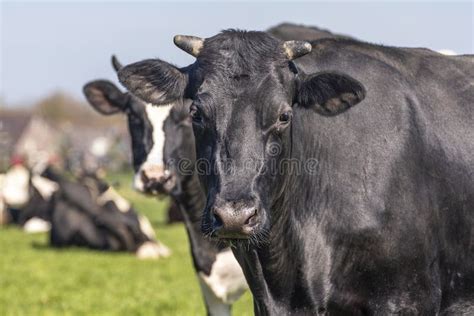 Black Dairy Cow With Horns In A Field With Cows Quietly Looks Into