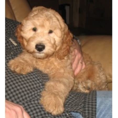 The weight and height of a goldendoodle are. Kaya, Goldendoodle Breeder in Gig Harbor, Washington
