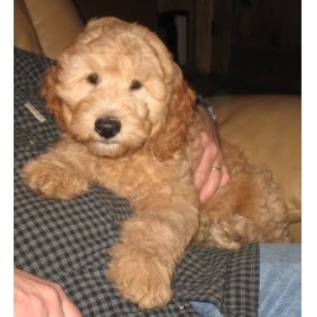 The rescue center has managed to rescue and rehome over 1000 dogs since its founding in 2017. Kaya, Goldendoodle Breeder in Gig Harbor, Washington