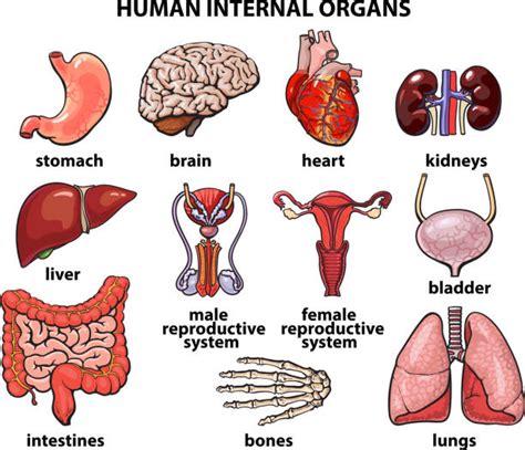 Diagram Of Male Internal Organs ~ Drawing Of A Diagram Of The Male Reproductive System