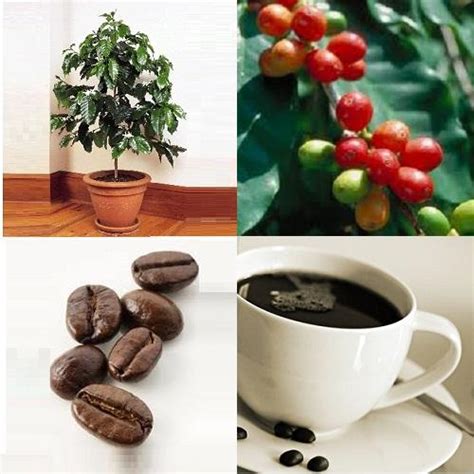 Evergreen Grow Your Own Coffee Beans Dwarf Coffee Coffea