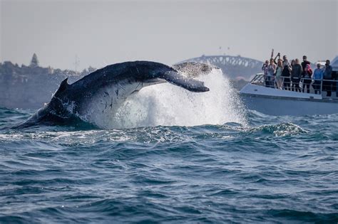 Whale Watching Sydney Adrenaline