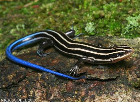 Five Lined Skink Animals Lizard Photo Reference