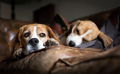 757854 4k 5k Dogs Beagle Glance Rare Gallery Hd Wallpapers