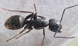 Photos of Carpenter Ants Active In Winter