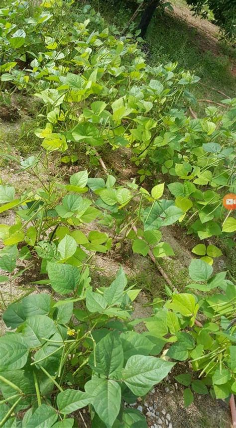 Selain praktis, kacang hijau kaya akan vitamin, mineral, protein dan serat. Tumbuhan Kacang Hijau ( taugeh) - Projek PKP Habibi Zauji ...