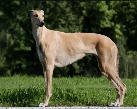 Greyhound Dog Breed Information Pettime