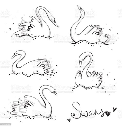 Set Of Hand Drawn Swans Line Art Vector Illustration Stock Illustration
