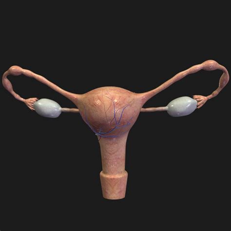 Max Reproductive Uterus Ovary
