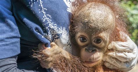 Tiny Baby Orangutan Rescued In West Borneo International Animal Rescue
