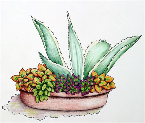 Cactus lovers love their cacti most when they have vibrant rare flowers. Nancy Goldman Art: Succulent sketching
