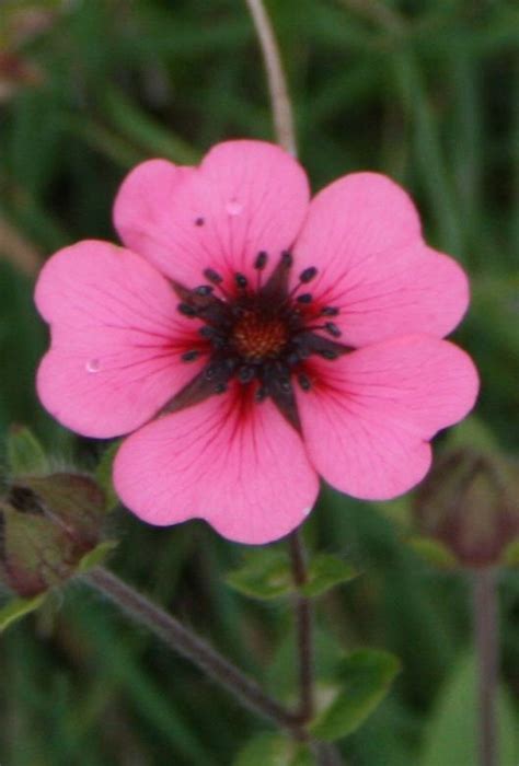 We did not find results for: Perfect Flower for Valentine's Day - Heart Shaped Pink ...