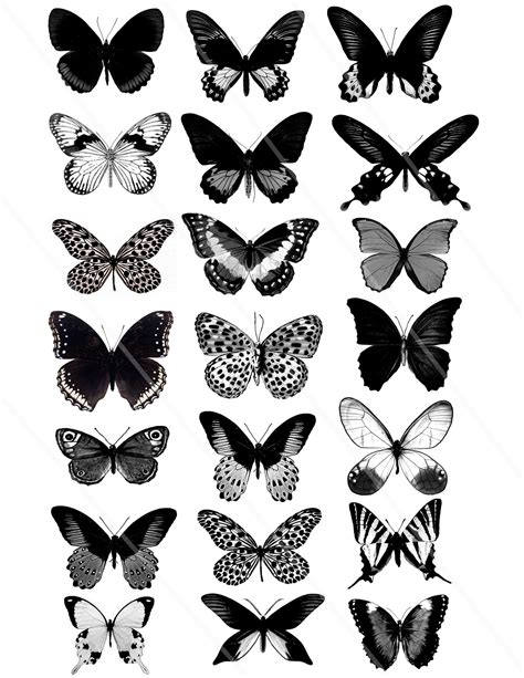 Black And White Butterfly Artwork