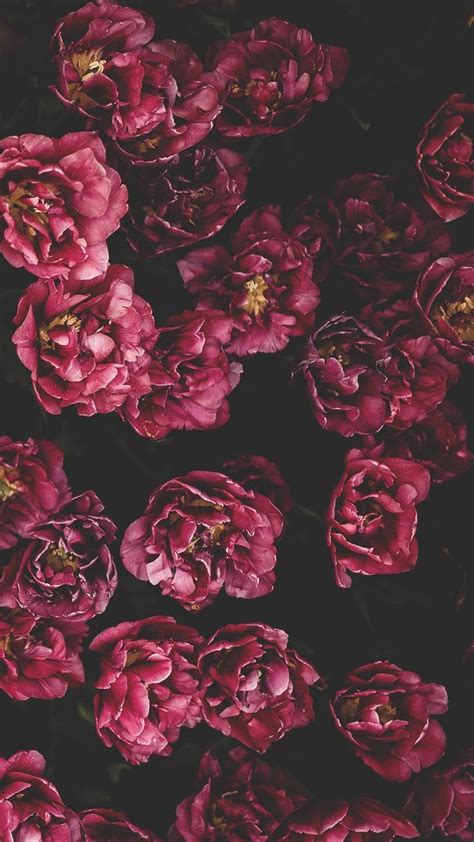 29 Romantic Roses Iphone X Wallpapers Preppy Wallpapers Wallpaper