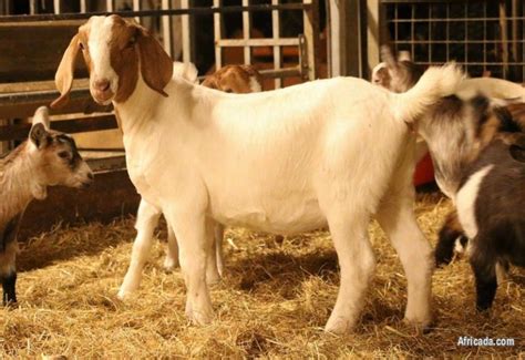 Pure Breed Boer Goats For Sale 0786154331 Chatsworth Kwazulu Natal